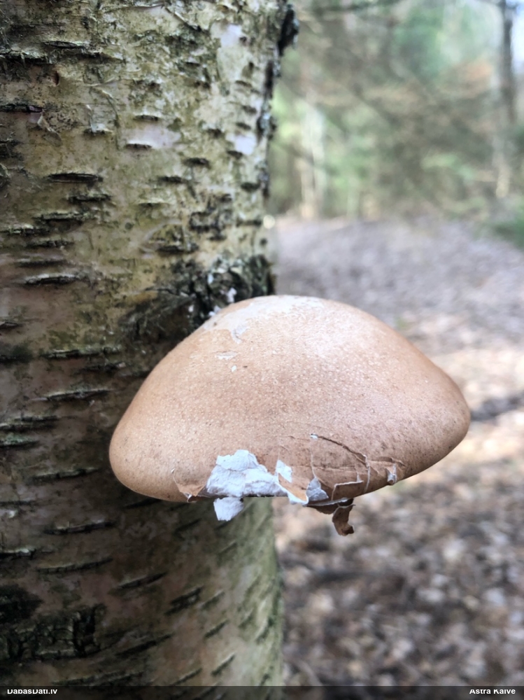 березовый Трутовик