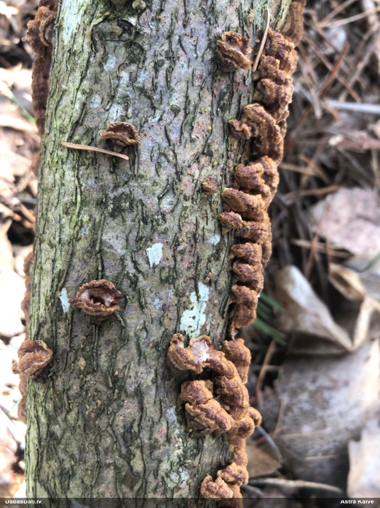 Lazdu brūnsvārcene