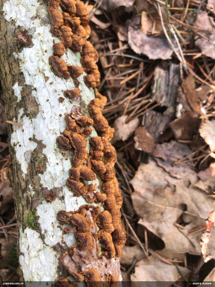 Lazdu brūnsvārcene