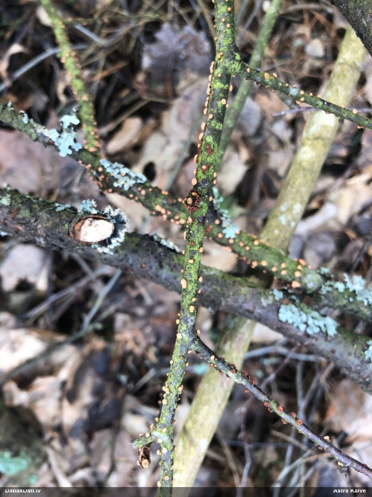 Lapkoku sarkankārpainība