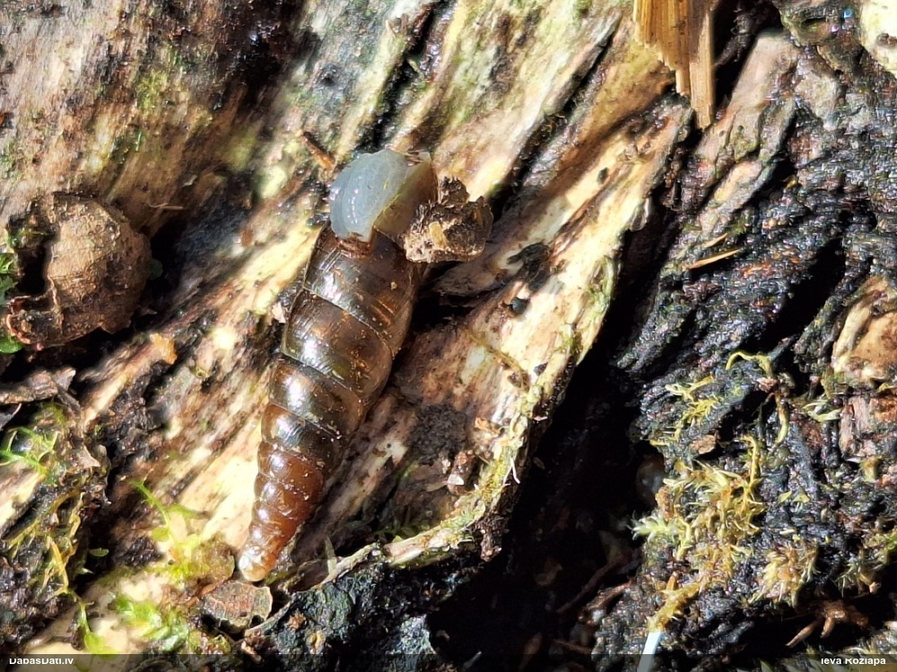Gludais vārpstiņgliemezis