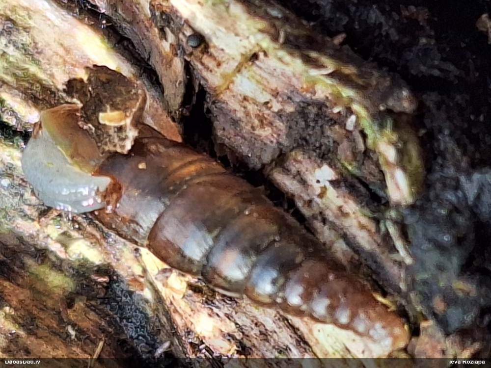 Gludais vārpstiņgliemezis