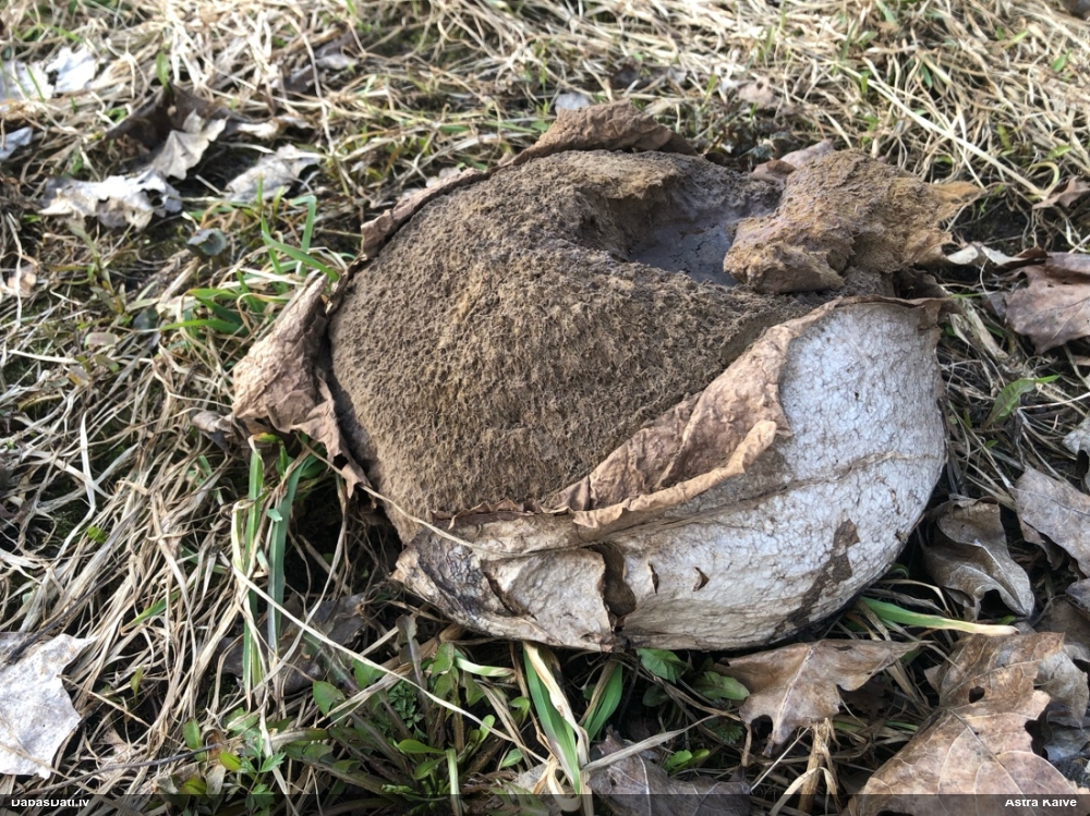 гигантская лангерманния