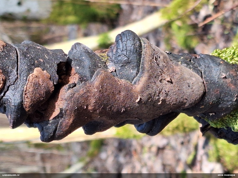 Cietpiepe (nenoteikta)