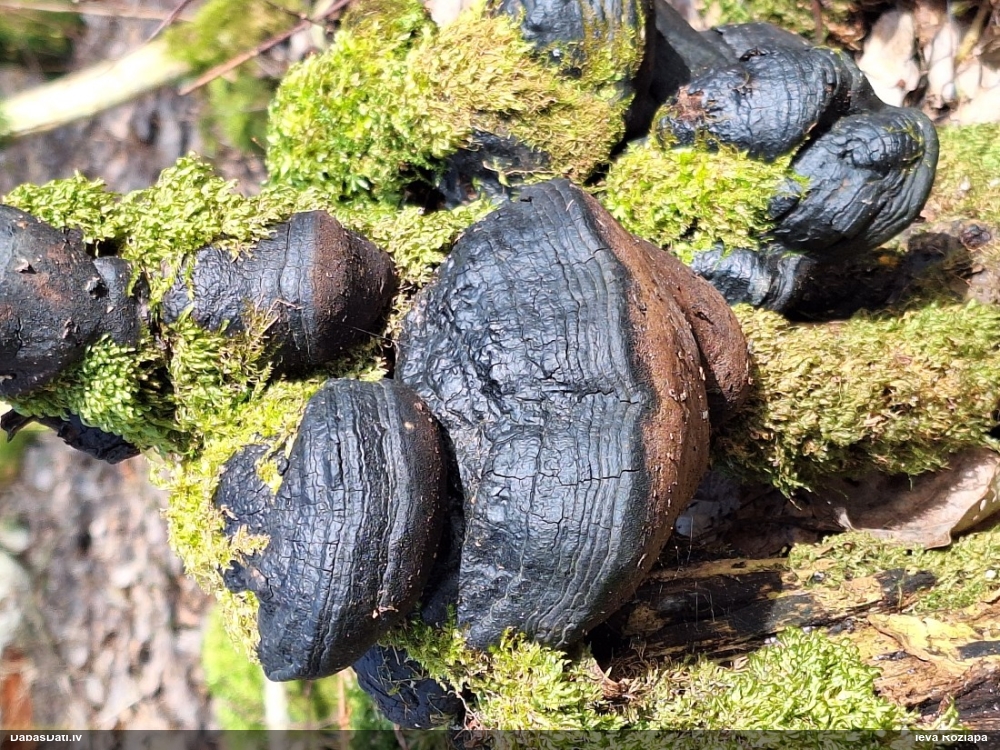 Cietpiepe (nenoteikta)