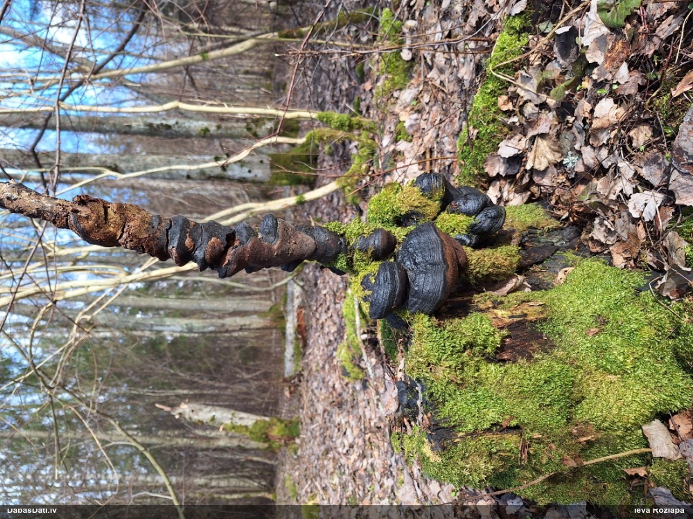 Cietpiepe (nenoteikta)