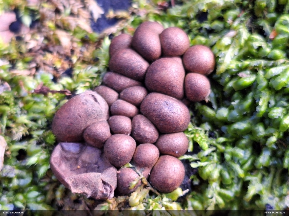 Vilkpienaine (nenoteikta)