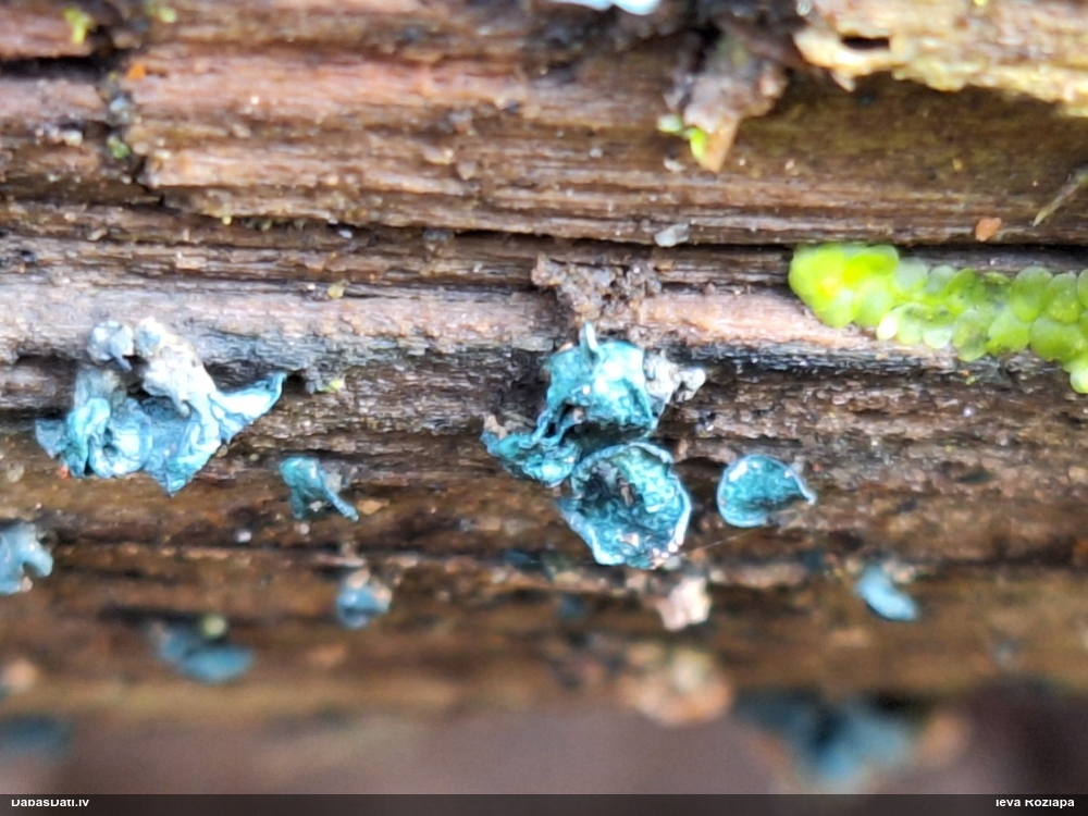 Zilzaļā hlorociborija