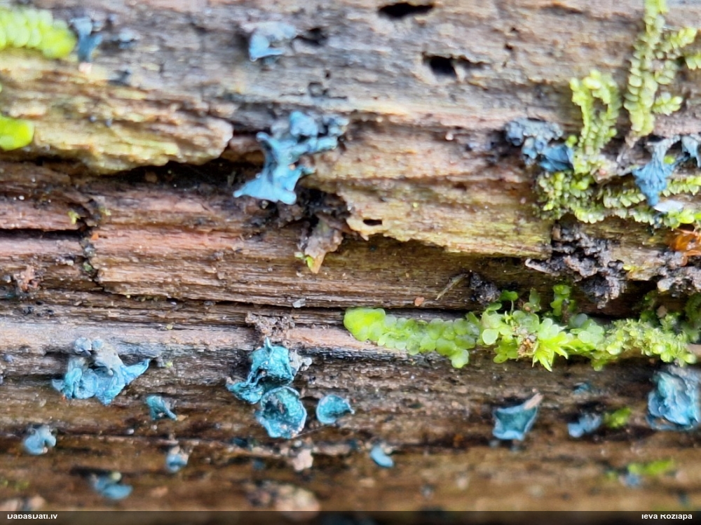 Zilzaļā hlorociborija