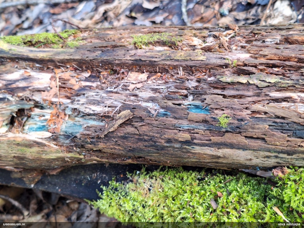 Zilzaļā hlorociborija