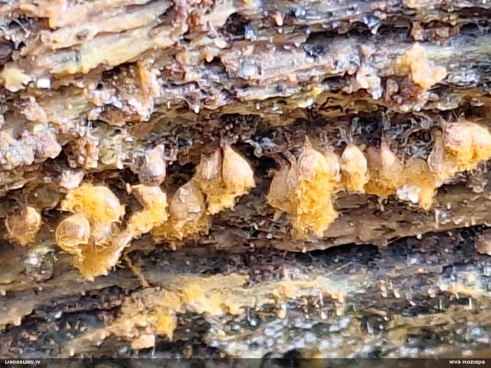 Maldinošā kājpilīte (bij. maldinošā trihija)