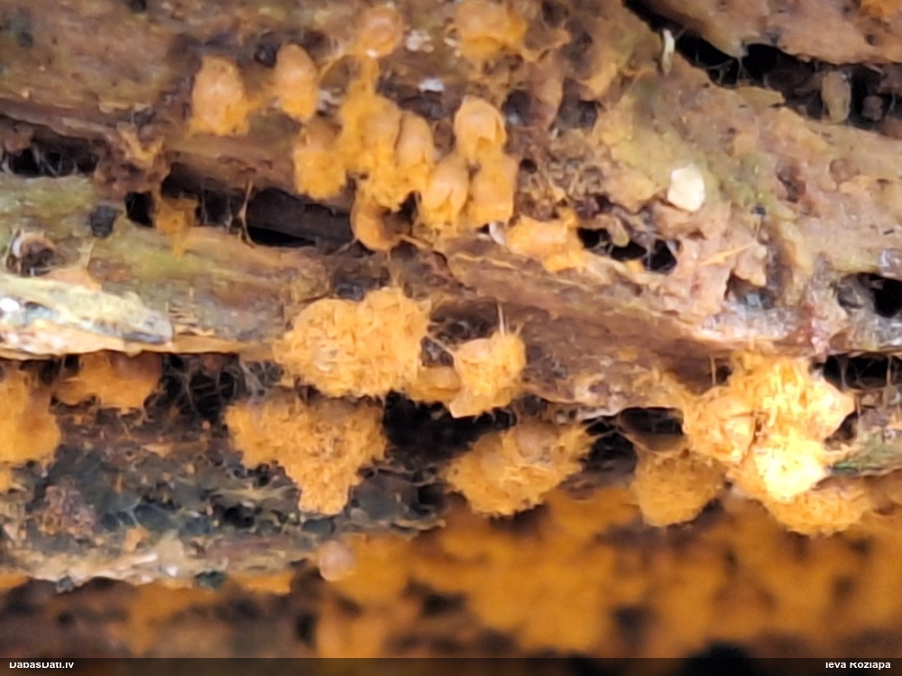 Maldinošā kājpilīte (bij. maldinošā trihija)