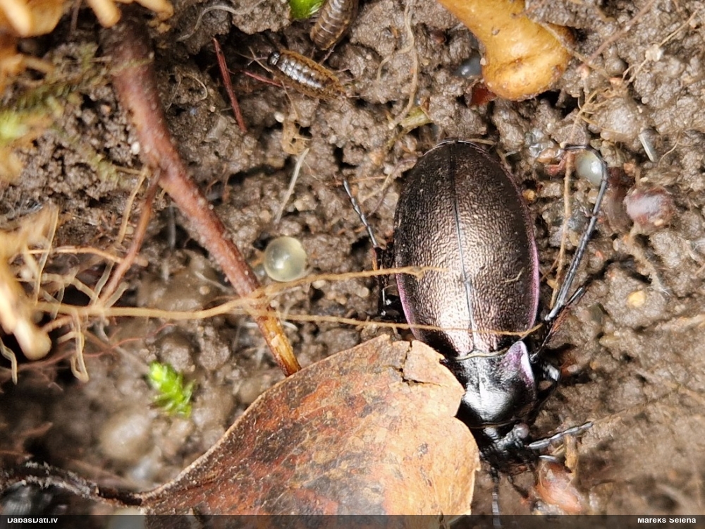 Skrejvabole Carabus nemoralis