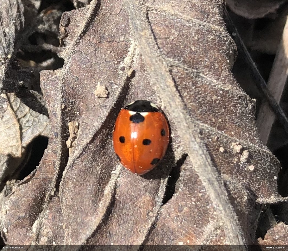 Septiņpunktu mārīte