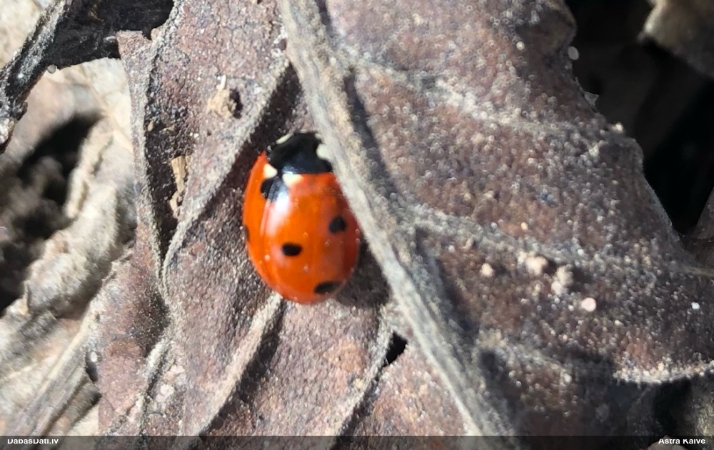 Septiņpunktu mārīte