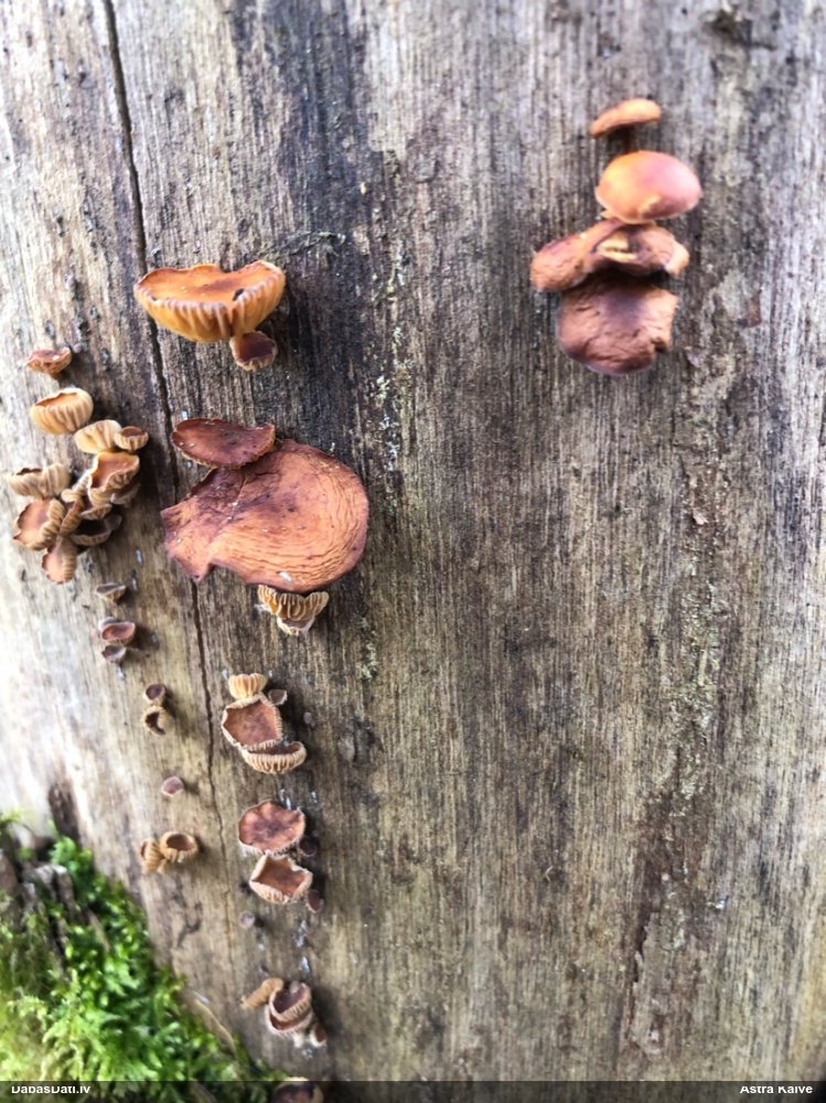 Samtainā ziemene (ziemas celmene)