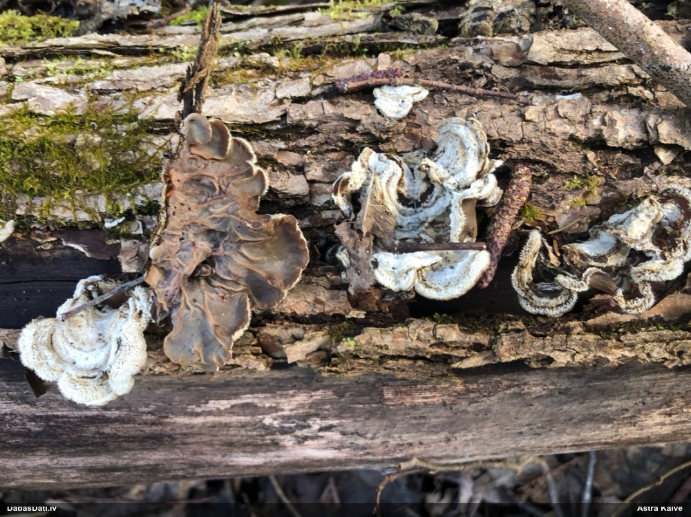 пленчатая аурикулярия