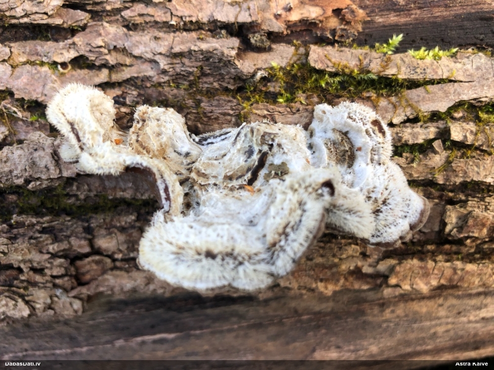 пленчатая аурикулярия