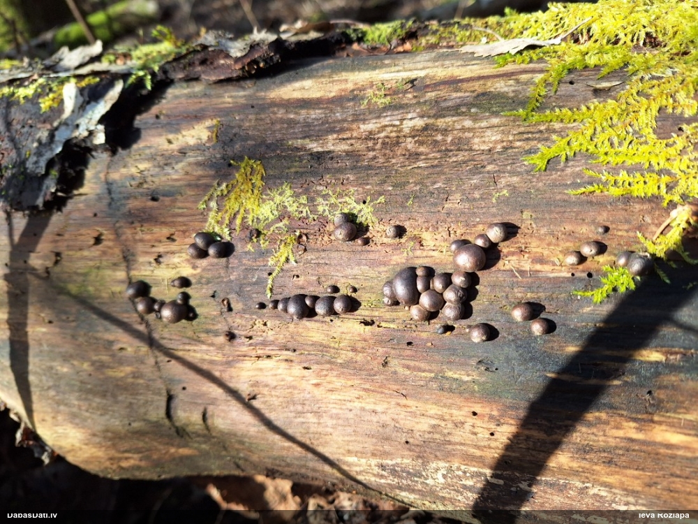 Vilkpienaine (nenoteikta)