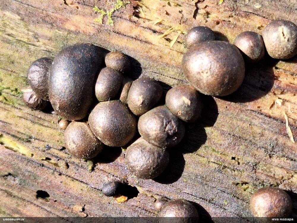 Vilkpienaine (nenoteikta)