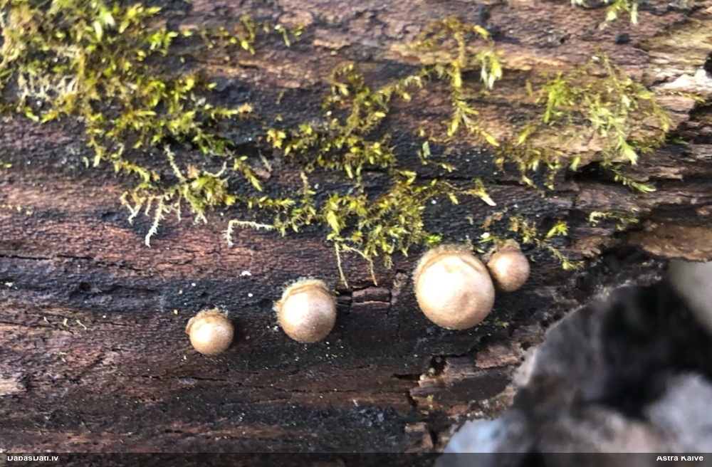 Koksnes vilkpienaine