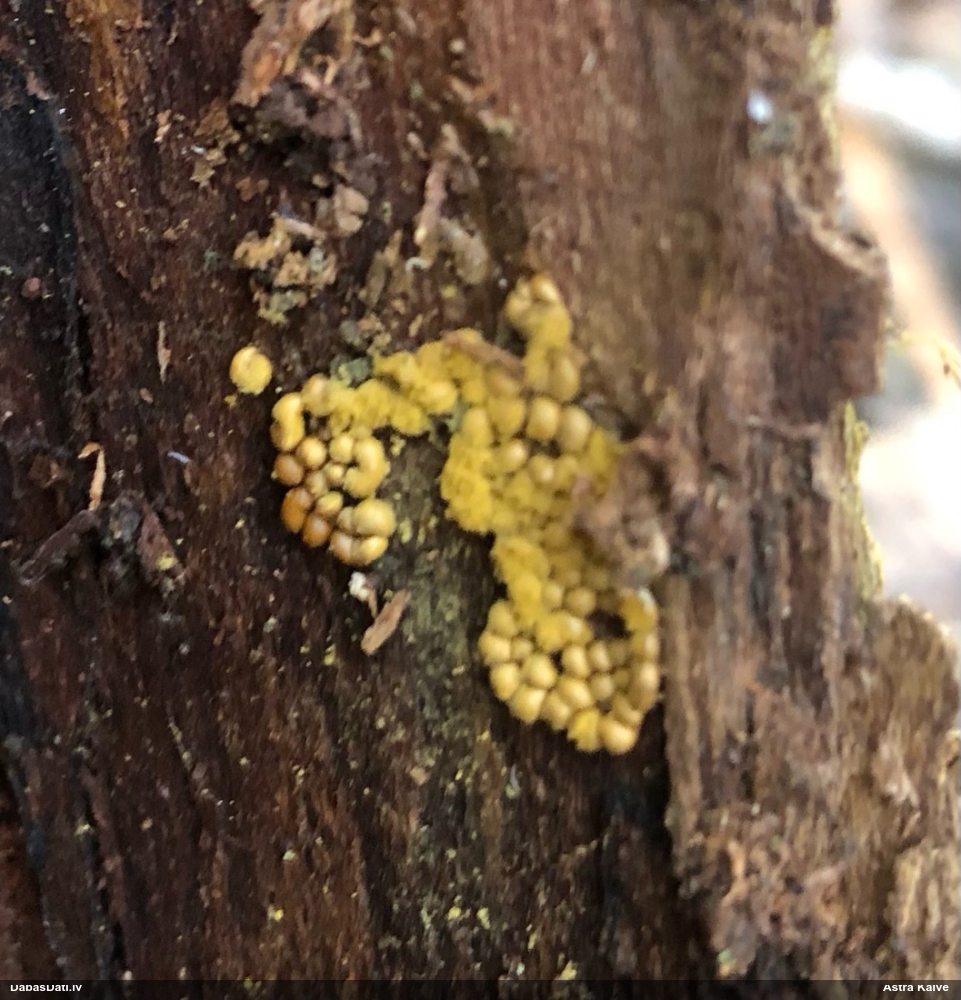 Trihija, hemitrihija (nenoteikta)