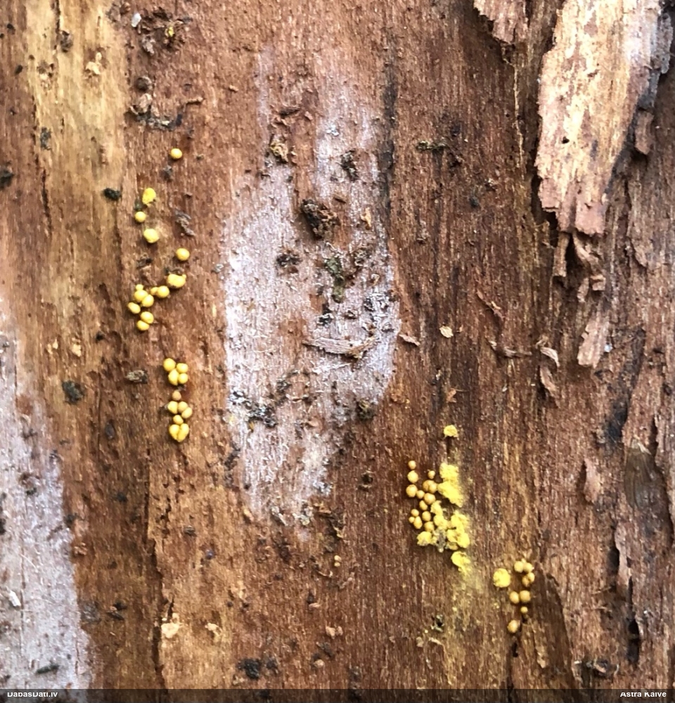 Trihija, hemitrihija (nenoteikta)