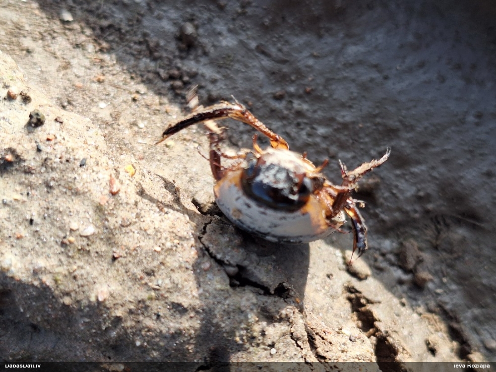 Airvabole (nenoteikta)