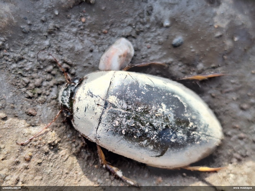 Airvabole (nenoteikta)