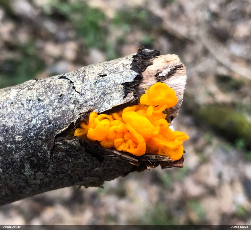 оранжевая, пленчатая дрожалка