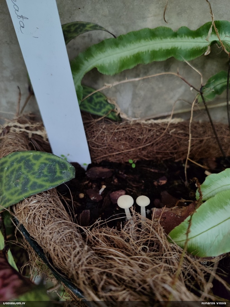 Lapiņsēne (nenosakāma)