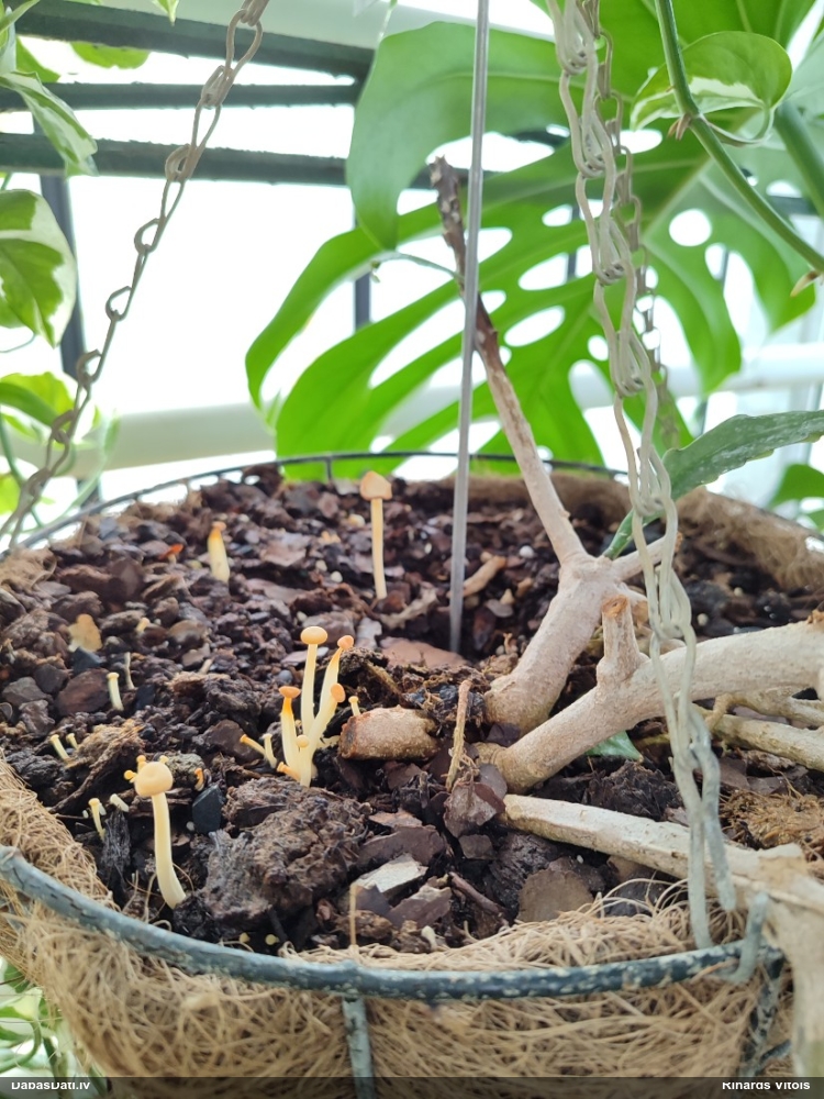 Lapiņsēne (nenosakāma)