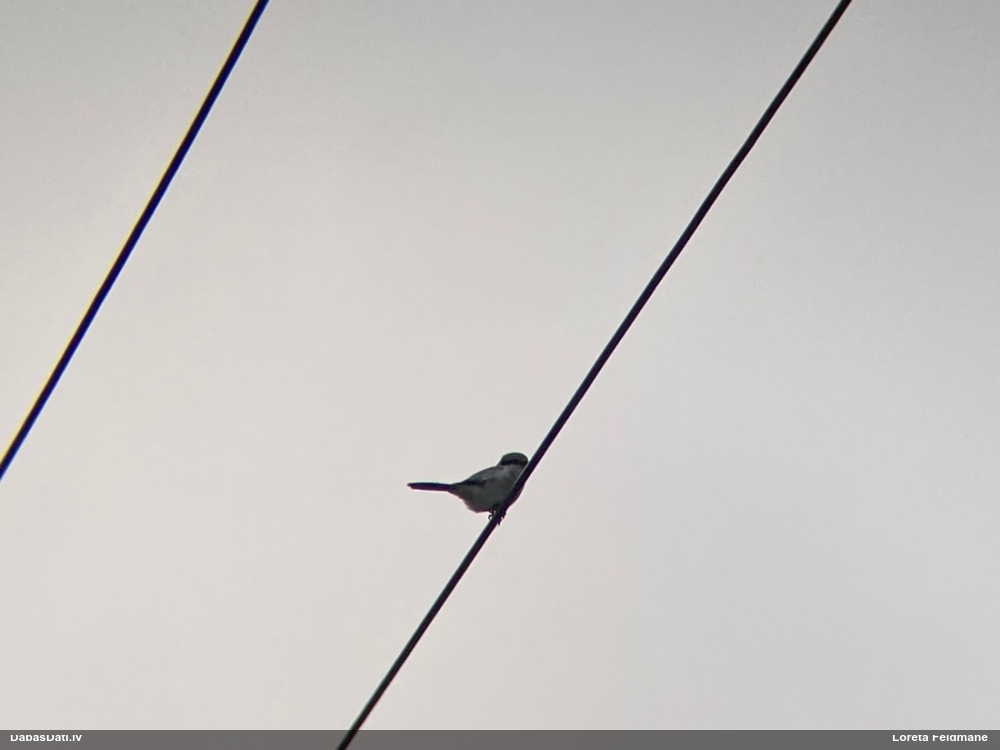 большой сорокопут