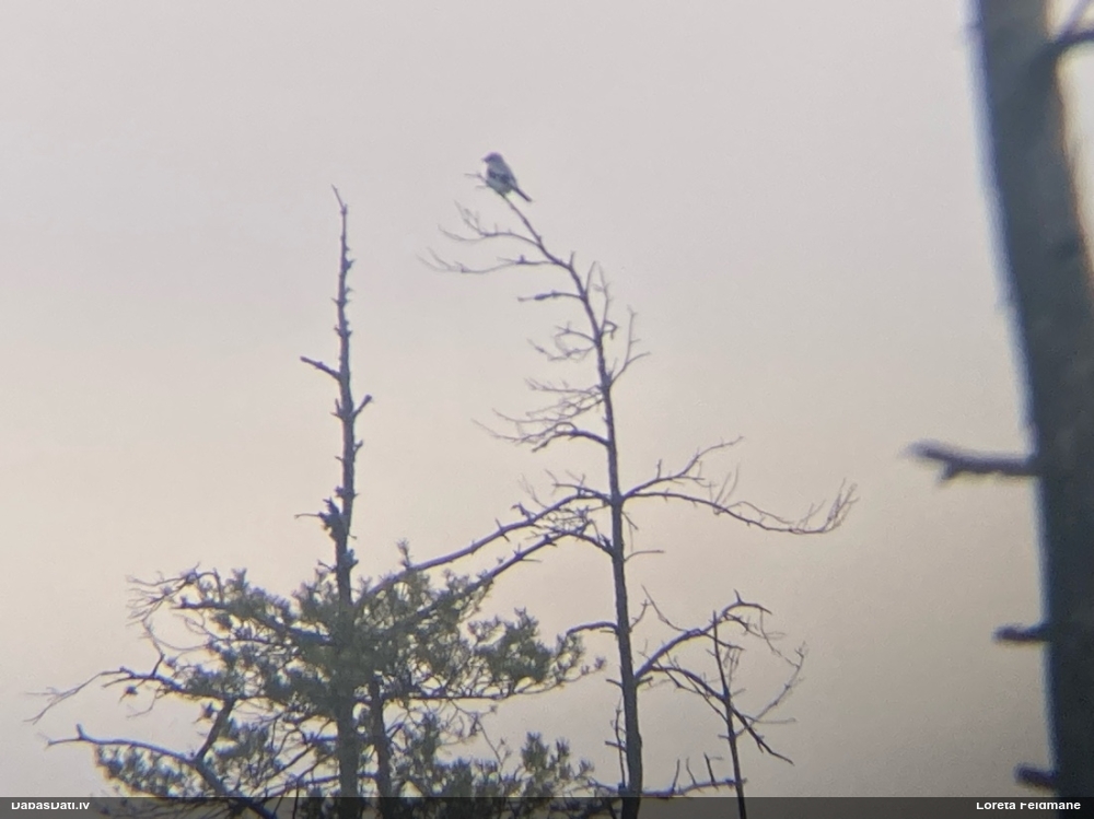 большой сорокопут