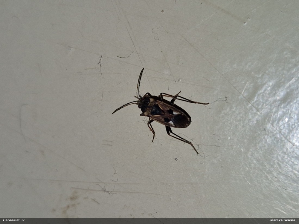 Zemesblakts Rhyparochromus vulgaris