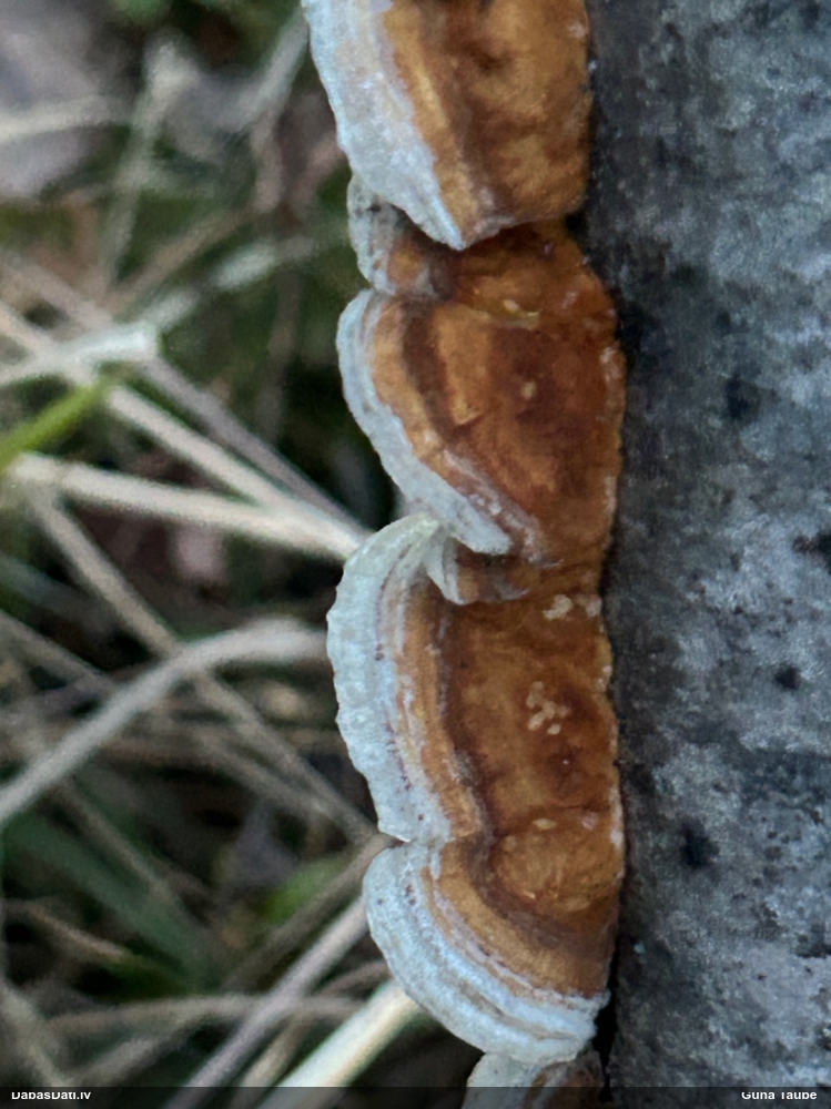 Dzeltenā tauriņpiepe