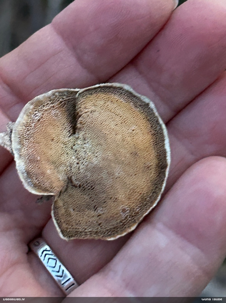 Dzeltenā tauriņpiepe