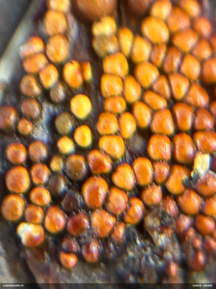 Egļu čiekuru rūsa