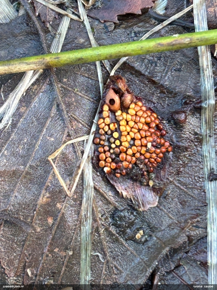 Egļu čiekuru rūsa