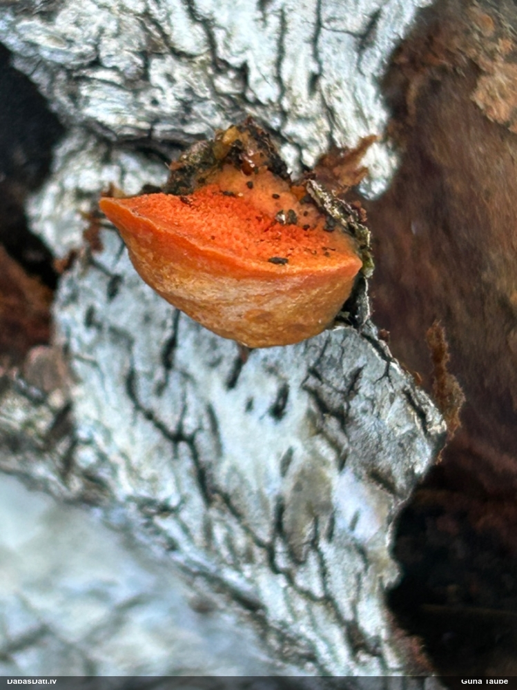 Parastā cinobrpiepe