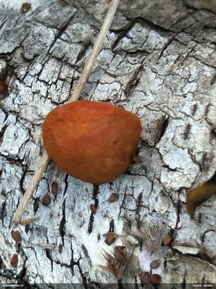 Parastā cinobrpiepe