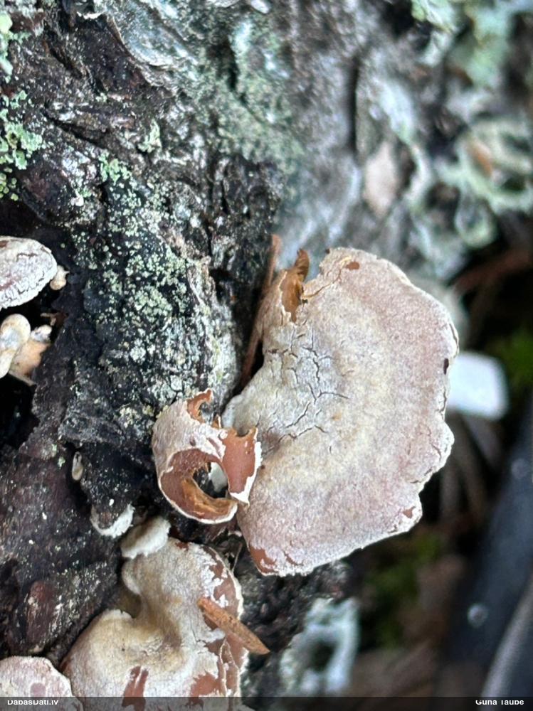 Sūrā pundurkamolene