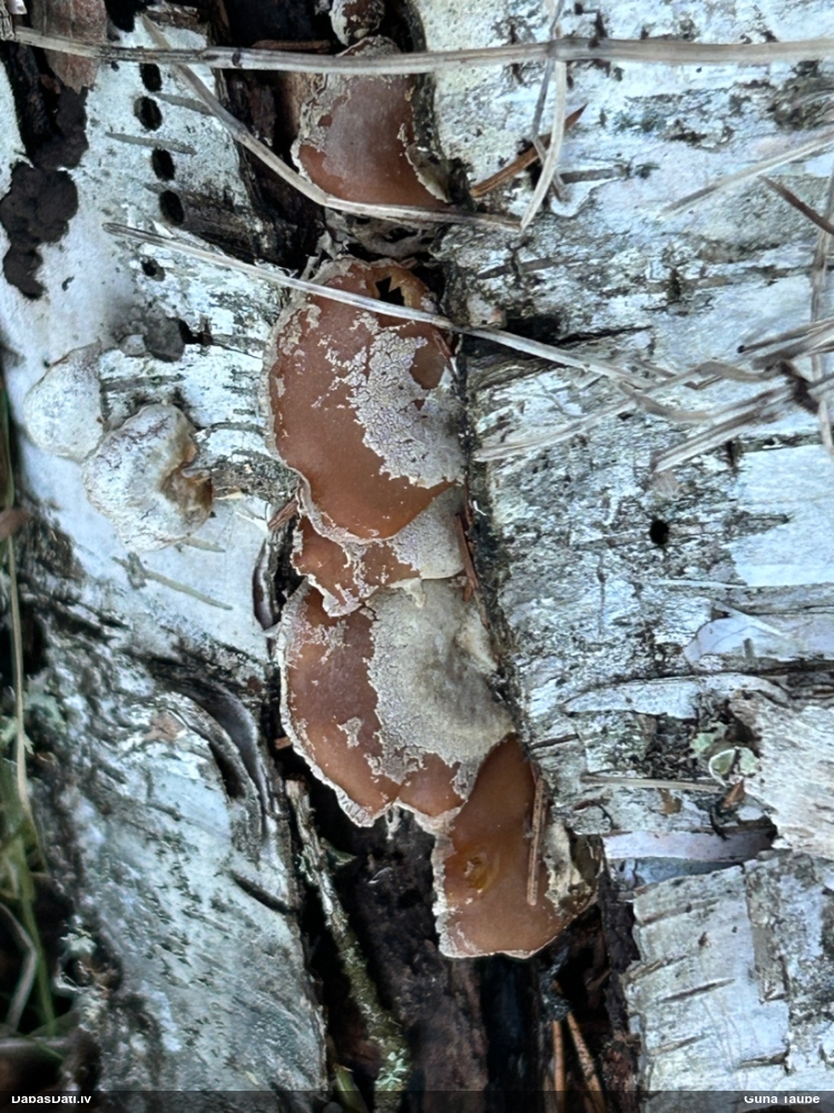 Sūrā pundurkamolene