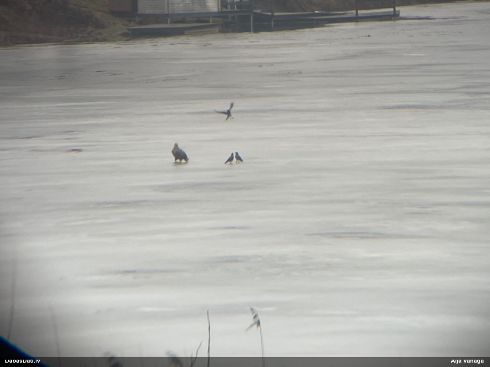 орлан-белохвост