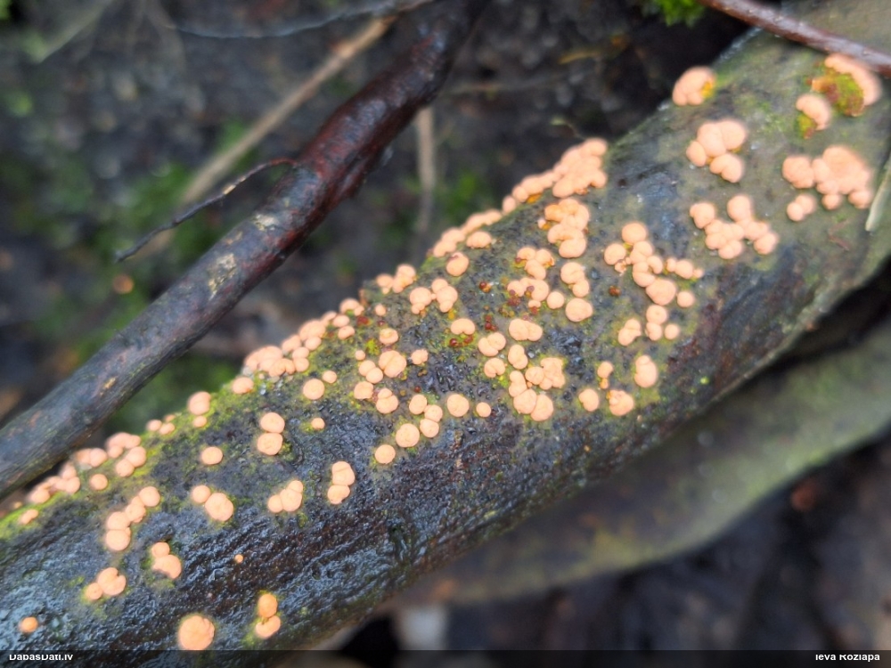Sarkankārpainība (nenoteikta)