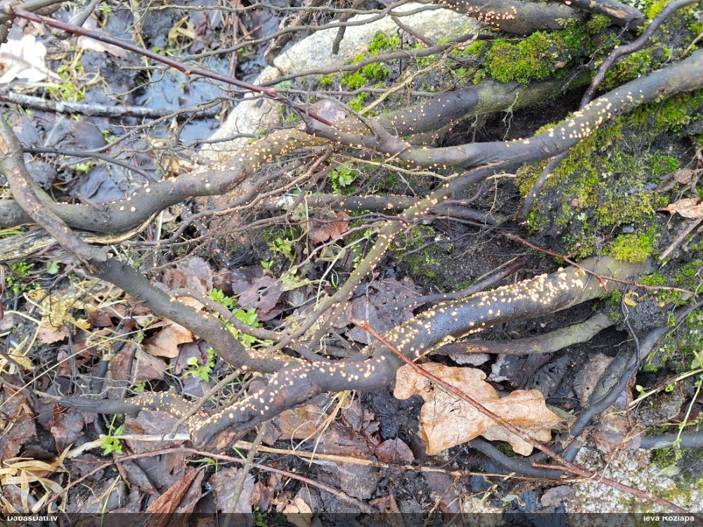 Sarkankārpainība (nenoteikta)