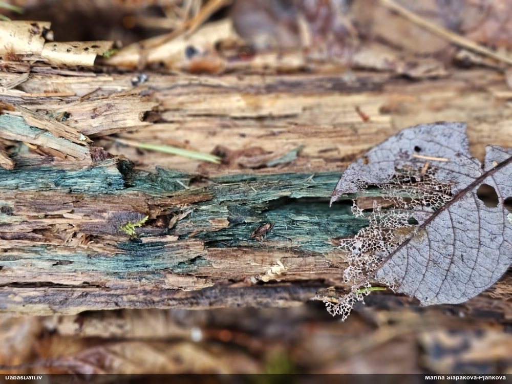 Zilzaļā hlorociborija