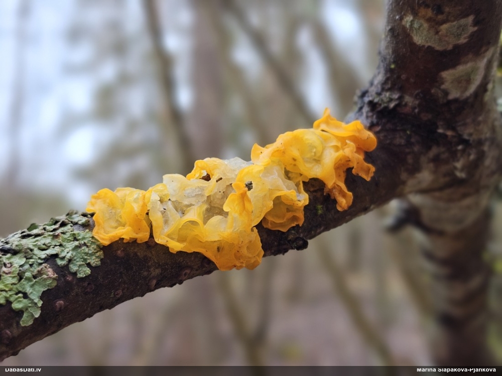 оранжевая, пленчатая дрожалка