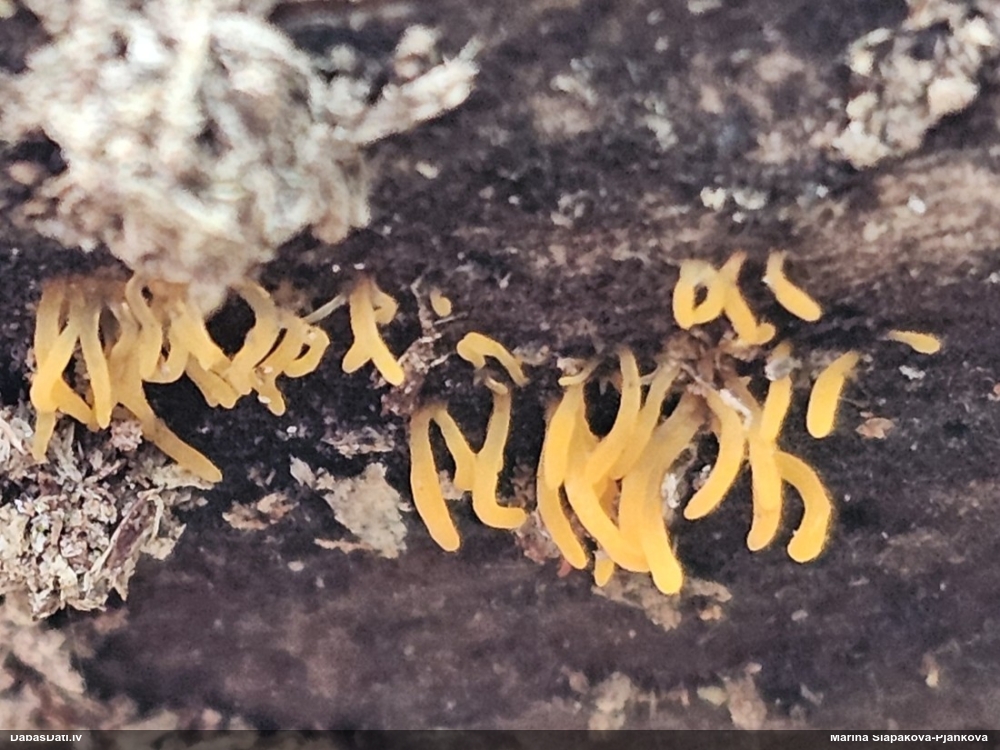 роговидная калоцера