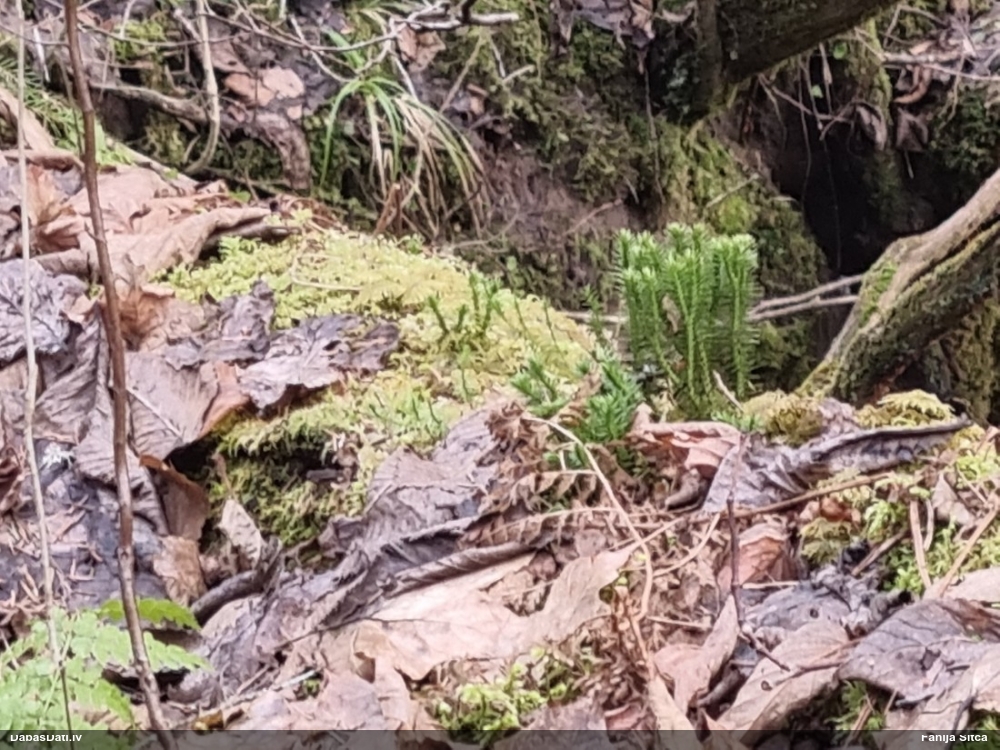 баранец обыкновенный